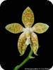 Phal. pallens